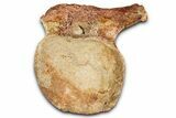 Fossil Plesiosaur (Thililua?) Pectoral Vertebra - Asfla, Morocco #354430-1